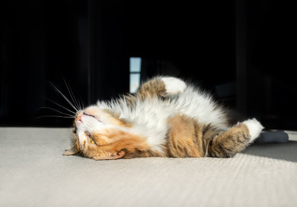 猫在腹部的位置看天花板。图片下载