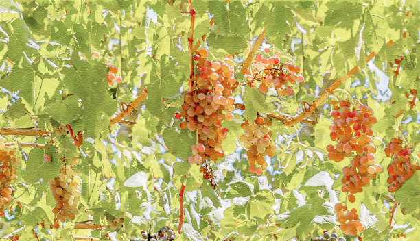 葡萄是用来收割的，葡萄是用来酿酒的图片下载