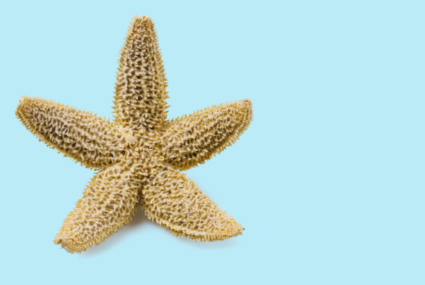 美丽的海星宏观视图孤立在蓝色背景上。图片下载