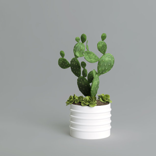 现代白色盆栽仙人掌和多汁孤立在灰色背景上图片下载