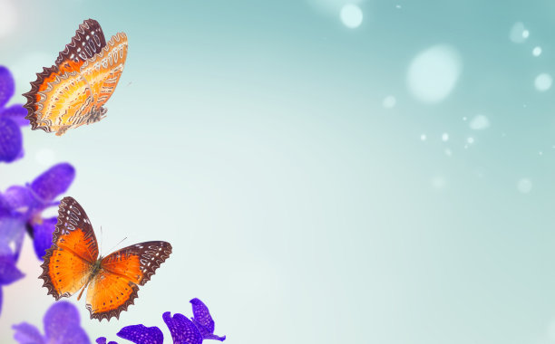 一束蓝色的兰花图片下载