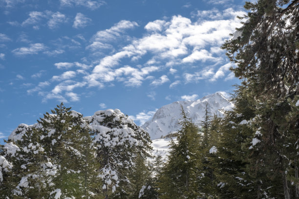 雪山穿过雪山森林图片下载