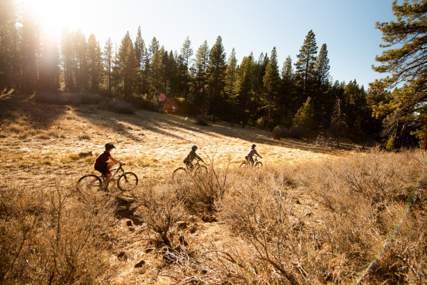 孩子们在美丽的森林和草地上骑山地自行车图片下载