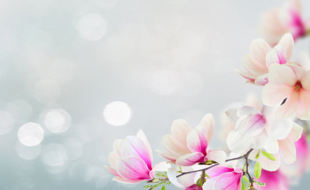 盛开的粉红色玉兰花图片下载