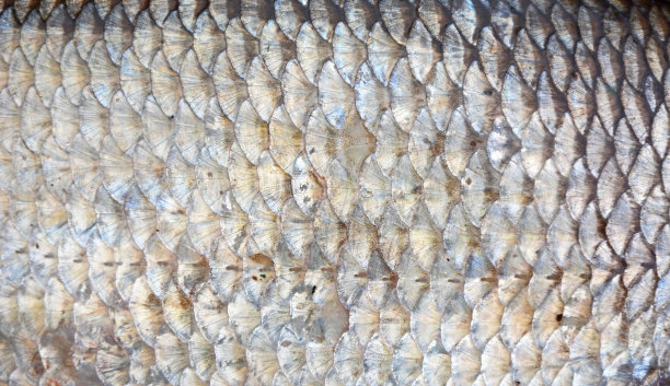 野外鳞片背景-夏季钓鱼，新鲜捕获野外，爱好图片下载