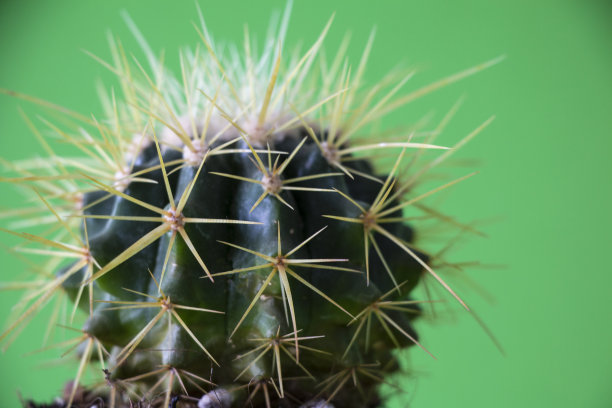 仙人掌，铅笔，五颜六色的东西图片下载