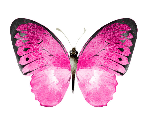 彩色水彩蝴蝶，孤立在白色背景上图片下载