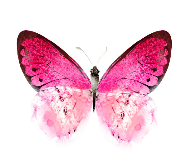 彩色水彩蝴蝶，孤立在白色背景上图片下载