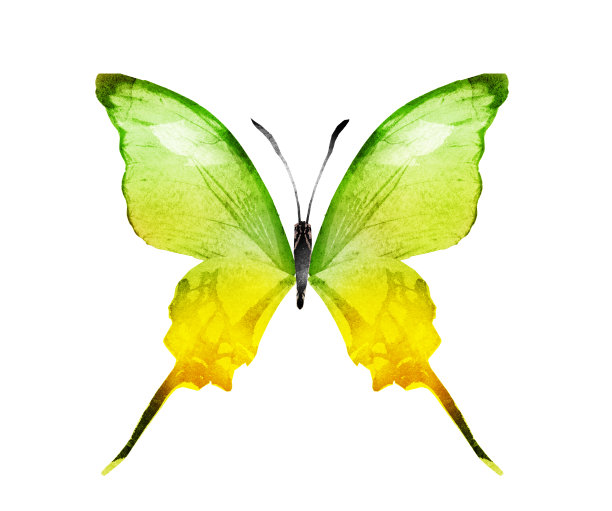 彩色水彩蝴蝶，孤立在白色背景上图片下载