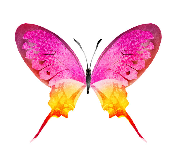 彩色水彩蝴蝶，孤立在白色背景上图片下载