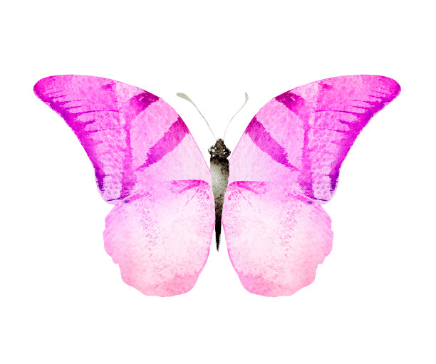 彩色水彩蝴蝶，孤立在白色背景上图片下载
