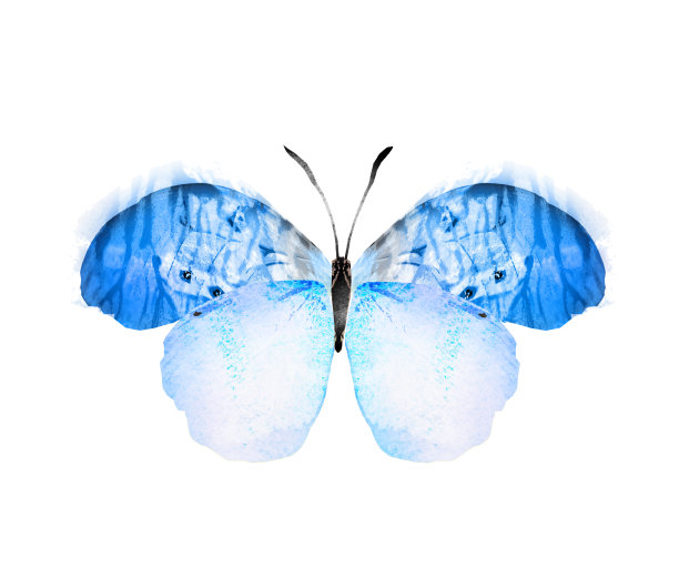 彩色水彩蝴蝶，孤立在白色背景上图片下载