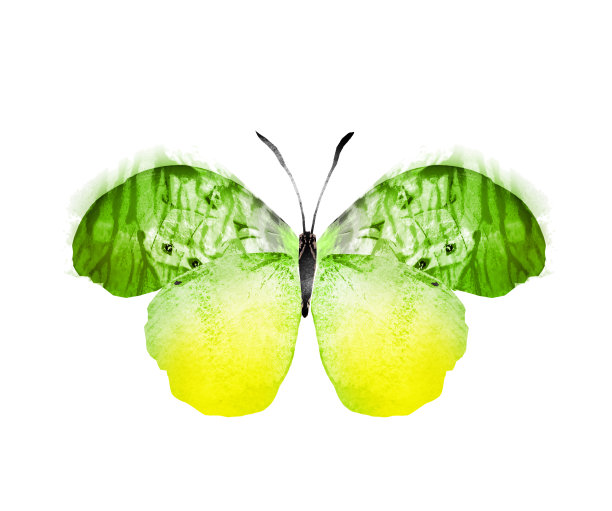 彩色水彩蝴蝶，孤立在白色背景上图片下载