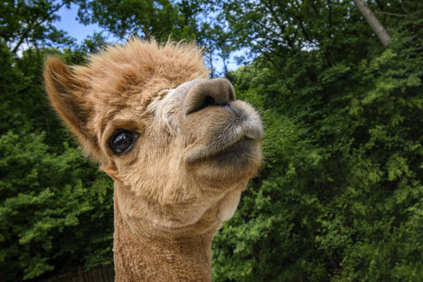 羊驼肖像图片下载