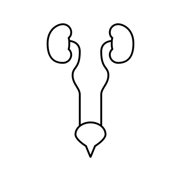 泌尿系统线图标矢量插图图片下载