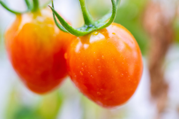 新鲜成熟的红番茄植株挂在藤上生长在有机花园准备收获图片下载