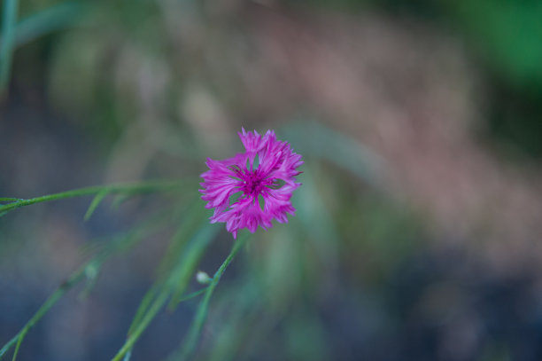 一朵矢车菊很大。一个田野花矢车菊的特写图片下载