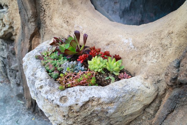 各种肉质植物可爱地种植图片下载