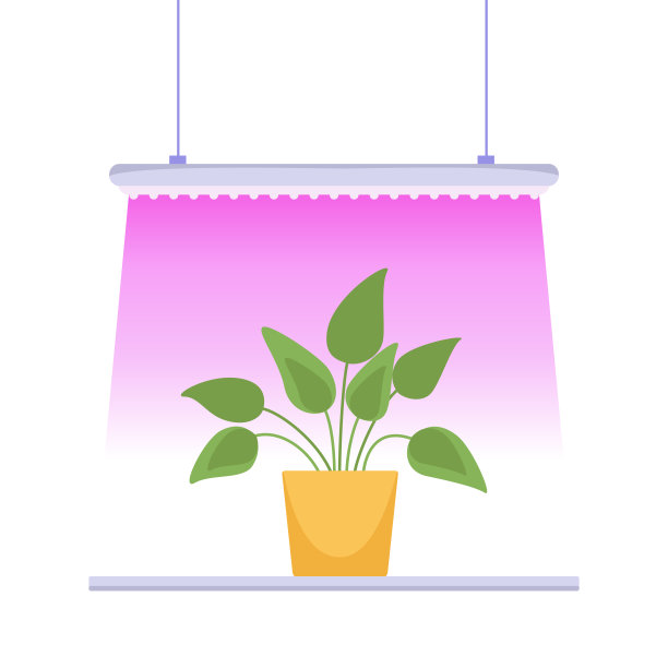 有大叶子的绿色室内植物图片下载