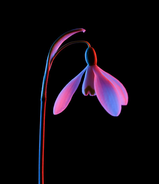 宏观的盛开的雪花莲在粉红色和蓝色霓虹灯孤立图片下载