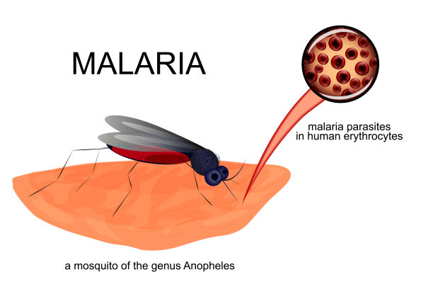 按蚊和受感染的红细胞图片下载