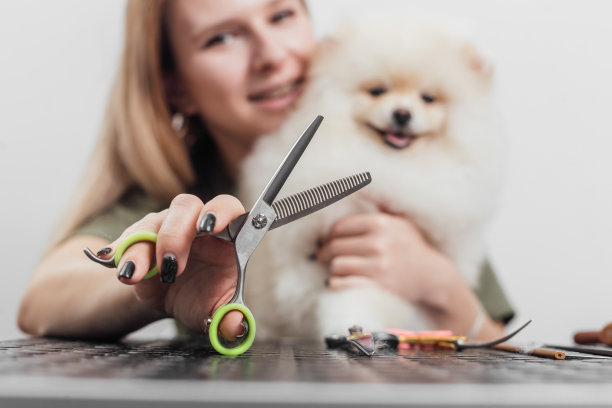 女性在沙龙里给博美犬梳妆打扮图片下载