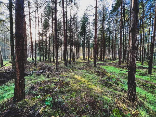 森林有美丽的光线，冬天有雾和雪。图片下载