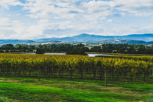 澳大利亚“亚拉谷”的一个葡萄酒种植园。图片下载