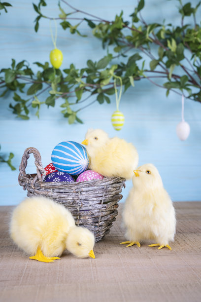 复活节的构图，三只黄色毛茸茸的雏鸡和篮子复活节蛋的蓝色木制背景与绿叶树枝图片下载