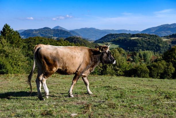 阳光明媚的一天，绿色牧场上的奶牛图片下载