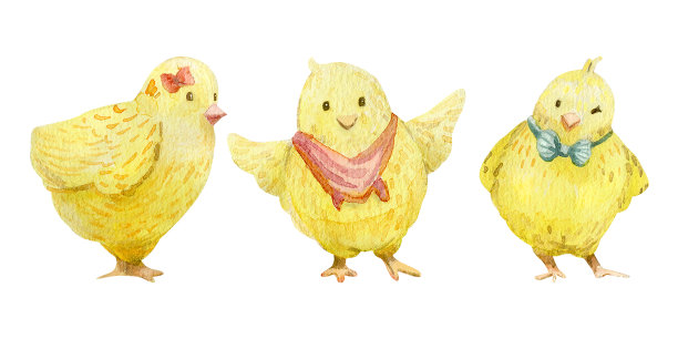 可爱的小鸡水彩设置。图片下载