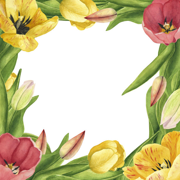 白色背景上的郁金香框架。水彩手绘插图。印刷装饰设计艺术图片下载