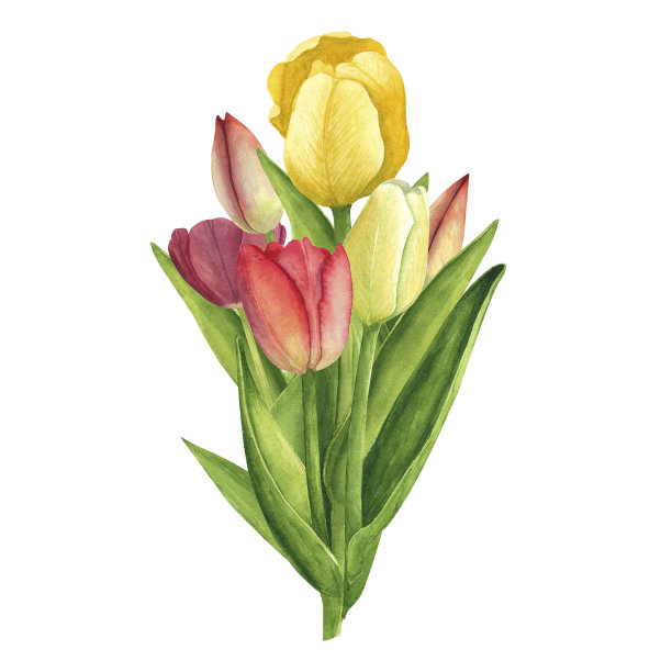 白色背景上的郁金香花束。水彩手绘插图。用于装饰和设计卡片的艺术图片下载