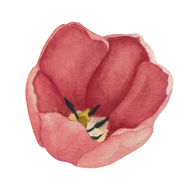 郁金香红色孤立在白色背景上。水彩手绘插图。用于装饰和设计的艺术图片下载