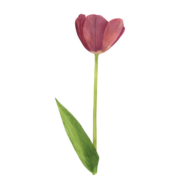 郁金香红色孤立在白色背景上。水彩手绘插图。用于装饰和设计的艺术图片下载