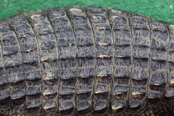 鳄鱼皮特写图像图片下载