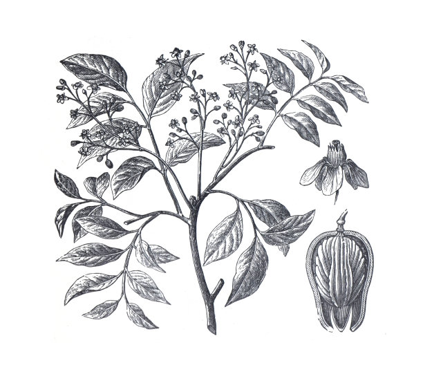 桃花心木或美国桃花心木，古巴桃花心木，小叶桃花心木。树。有机植物。手绘雕刻古董插图。基本的药用植物。图片下载