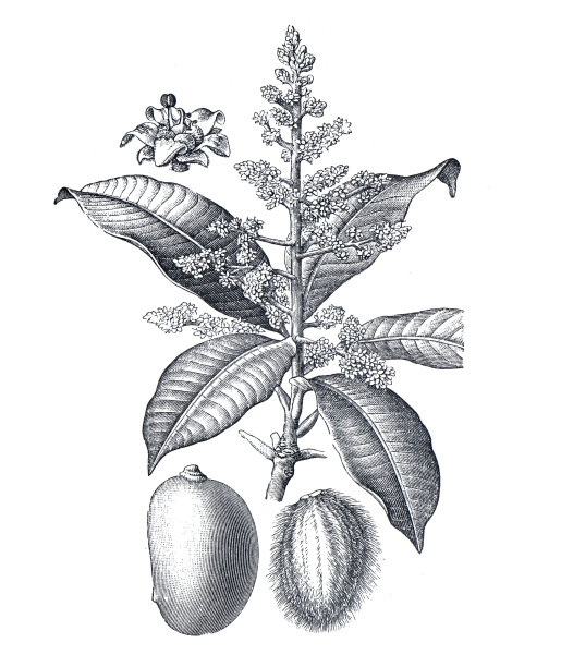 芒果树或芒果树。有机芒果。手绘雕刻的复古食物或水果插图。阿纳卡草科的一个科。基本的健康食品。图片下载