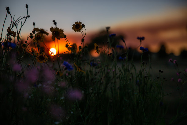 日落时花园里野花的剪影。图片下载