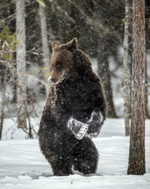 在冬天的森林里，棕熊用后腿站立在雪地上。降雪。学名:熊arctos。自然栖息地。冬天的季节。图片下载