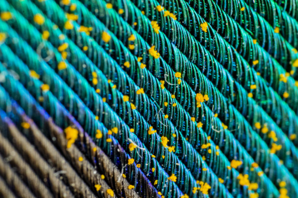 孔雀羽毛的各种观点图片下载