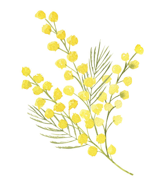 水彩插图黄色含羞草枝。孤立对象的集合。用于背景，问候，婚礼邀请，生日贺卡，纺织品，壁纸，包装纸。图片下载