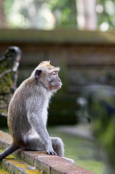 大自然野生动物的美丽肖像，猕猴，猕猴特写，模糊的背景。印度尼西亚巴厘岛乌布的猴子森林。有选择性的重点。图片下载