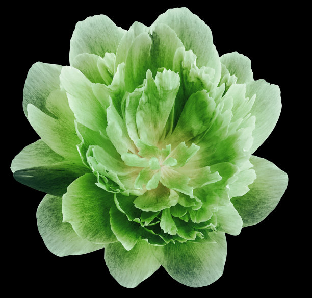 牡丹绿色花孤立在黑色背景上。特写镜头。为设计。大自然。图片下载