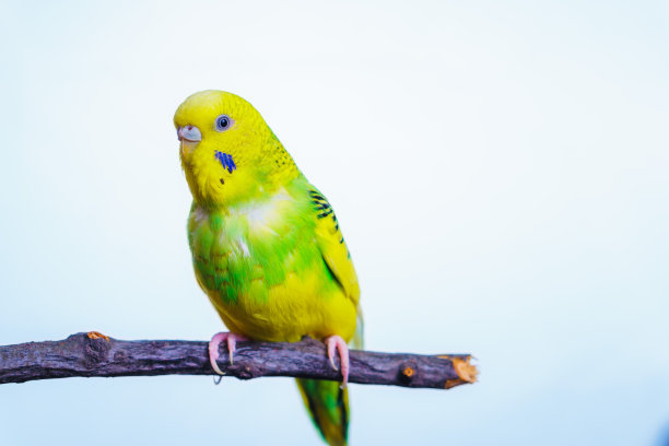 黄绿相间的鹦鹉，鹦鹉坐在一根木棒上图片下载