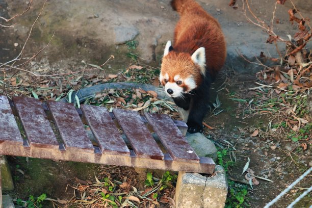 可爱的小熊猫走着的麻婆豆腐图片下载
