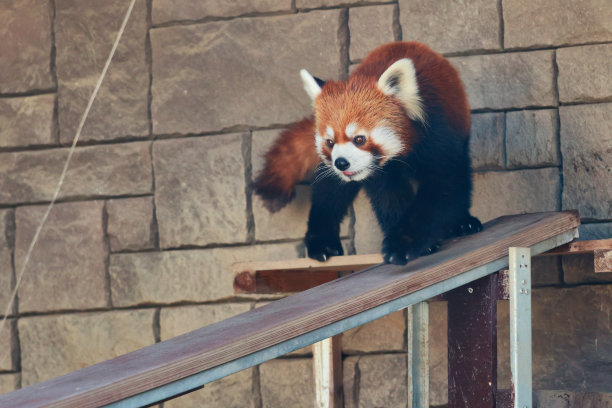 可爱的小熊猫走着的麻婆豆腐图片下载