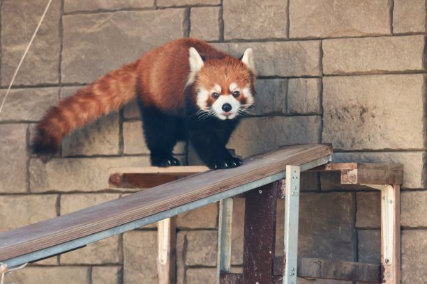 可爱的小熊猫走着的麻婆豆腐图片下载