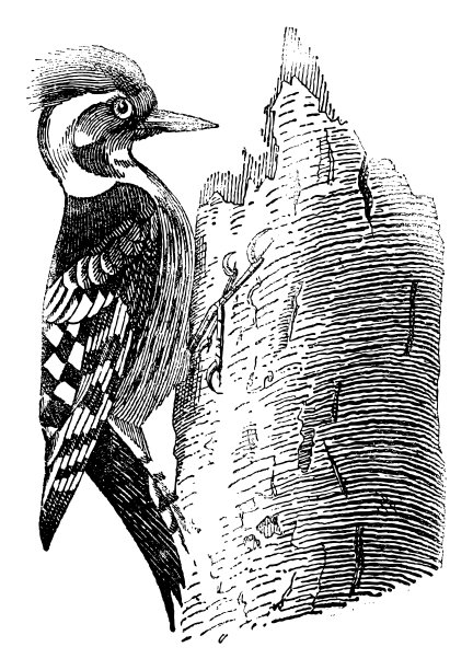 啄木鸟-古董雕刻插图图片下载