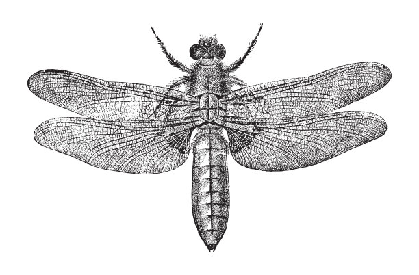 宽体猎鹬或宽体镖鹬(扁鸢)-老式雕刻插图图片下载